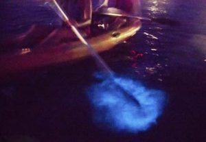Bioluminescent Kayak - HÖJSKOLENDK, Højskole i Udlandet