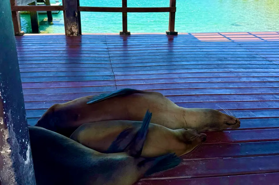 Tre søløver sover på molen ved havnen på Galapagos på højskole i udlandet